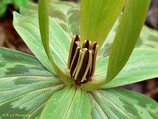 {Trillium freemanii}